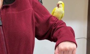 Quaker Parrots Love Their Assistant