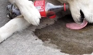 Pup Pours Itself Some Coca-Cola