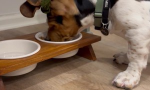 Put His Ears In A Doggytail