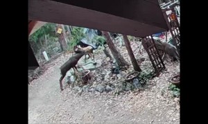 Buck Tries to Get It On With Deer Statue