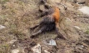 Golden Retriever Takes a Mud Bath