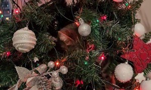 Cat Refuses to Leave Christmas Tree