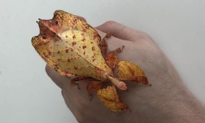 A Gorgeous Coat Of Leaves