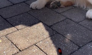 Golden Retriever Meets a Woolly Bear Caterpillar