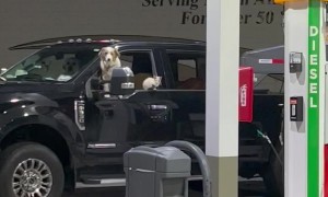 Pickup Packed Full of Pets