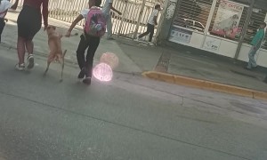 Dog Crosses the Street Like a Human