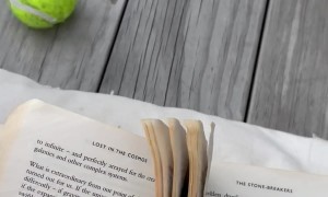 Persistent Labrador Wants to Play Fetch