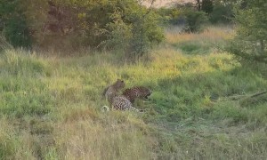 Female Cheetah Courts Male
