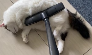 Cat Loves the Vacuum Cleaner