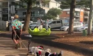 Pack of Costumed Dogs Ride on Train of Skateboards