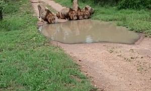 Family of Lions Drinking From a Puddle