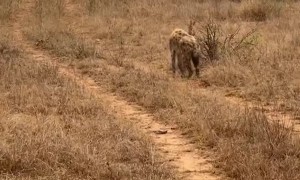 Injured Hyena Adapts in the Wild