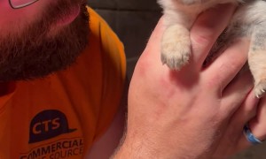 Feisty 3-Week-Old Heeler Puppy Has a Lot to Say