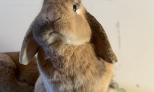 Little Bunny Makes a Big Yawn