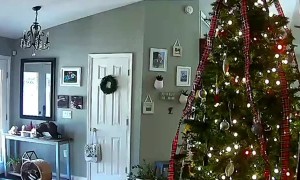 Clever Dachshund Is a Christmas Cookie Thief