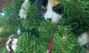 Cat Spies on Birds From Inside Christmas Tree