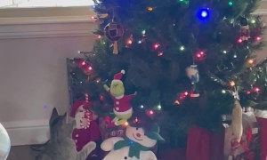 Kitty Claims The Grinch