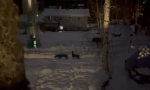 Great Danes Befriend Wild Moose