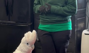 Cockatoo Wants Your Job