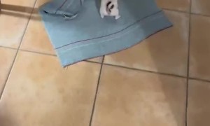 Chihuahua Hitches A Ride