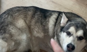 This Dog Comes Equipped With Bluetooth for Wireless Scritches