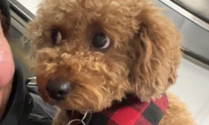 Little Floof Reacts to Escalator Ride