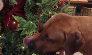 Naughty Ridgeback Told Santa Isn't Coming