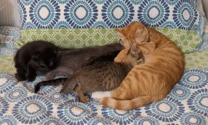 Male Cat Lets Foster Kittens Suckle