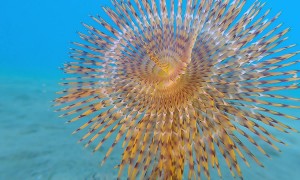 A Flower Beneath The Waves