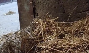 Nothing Stands Between A Horse And His Hay