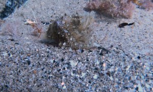 Baby Cuttlefish Swims Along Ocean Floor