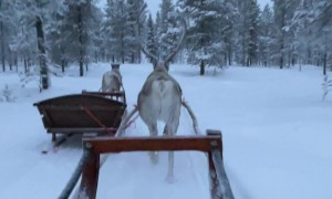 Reindeer Run Away While Towing Humans