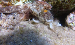 An Octopus Named Little Finger