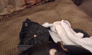 Bruiser Wants A Ride In The Cruiser