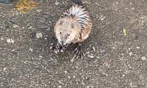Large Rat Fights Back Against Dog