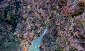 Young Cuttlefish Hunts For Dinner