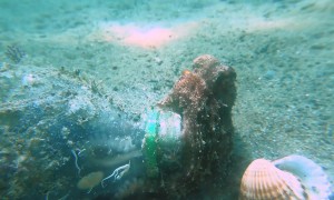 Octopus Makes It Home in a Plastic Bottle