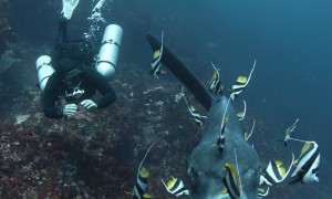Mola-Mola Gets Cleaned By Fish