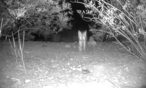 Fox Runs Off With Cameras