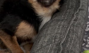 Young Disabled Chihuahua Has So Much To Say