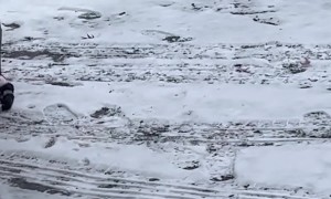 Chihuahua Takes His Snow Boots For a Test Run