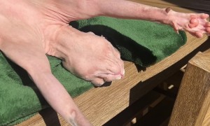 Sphynx Cat Basks In The Sunlight