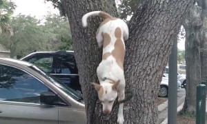 Dog Loves Climbing Oak Trees