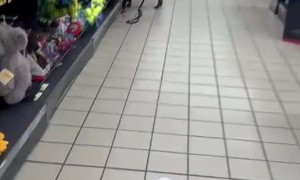 High Speed Chase With Ciro The Bulldog