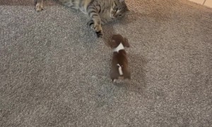 Beagle Puppy Tries to Play With Cat