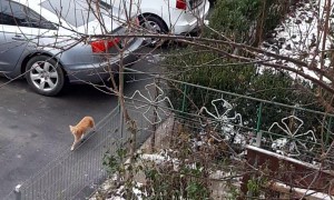 Cat Climbs Frozen Tree To Get Home