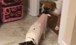 Boxer Pup Is a Bit Pushy For Playtime