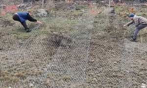 Doe Saved From Underneath Fence