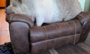 This Is Rootie's Recliner