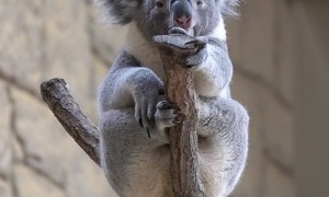 Koala Rings His Own Bell